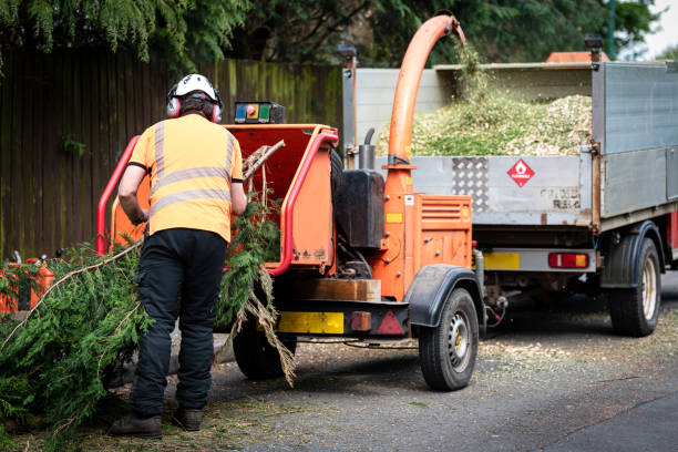 How Our Tree Care Process Works  in  Northchase, NC